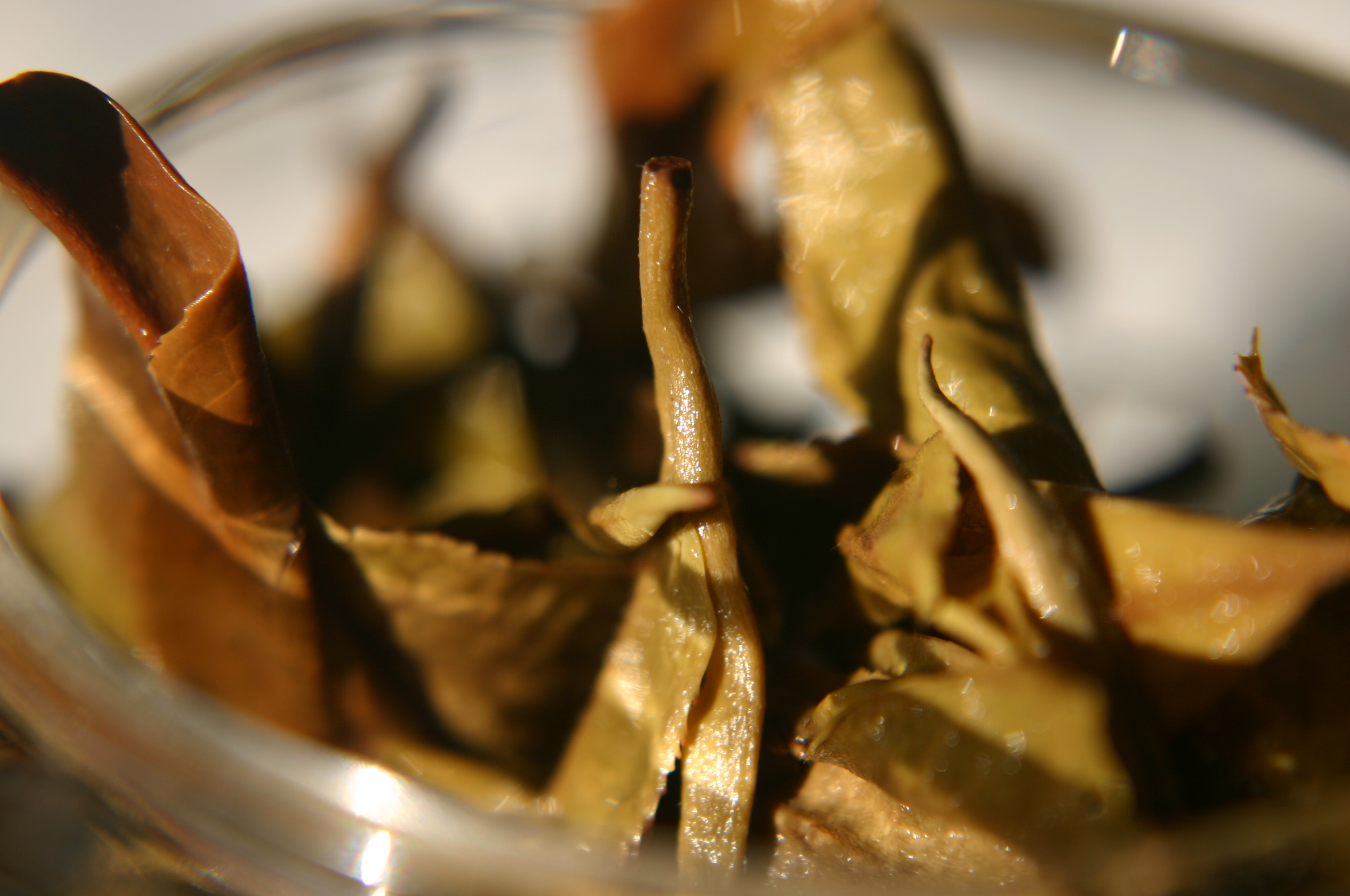 Odsączone liście białej herbaty po jednym z parzeń